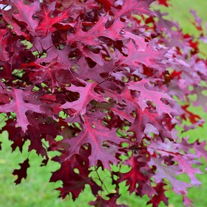 Scarlet Oak "Quercus Coccinea" Long-living Durable Brilliant Red In Autumn Shady Tree 10 Fresh Seeds