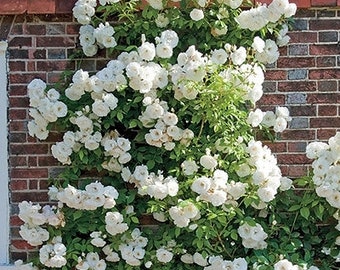 White Climbing Rose Rare Rosa Bush Vine Climber Fragrant Flower, 5 Seeds