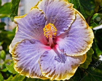 Planta de floración perenne de hibisco morado amarillo 20 semillas frescas