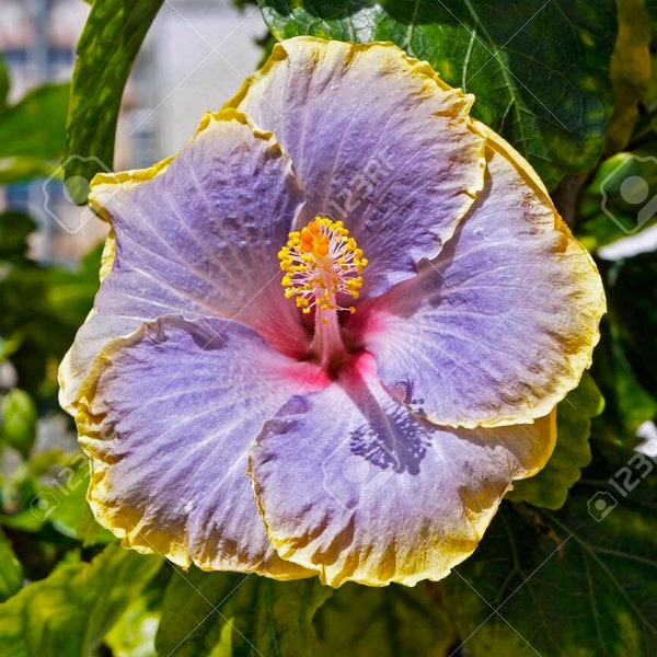 Yellow Purple Hibiscus Perennial Flowering Plant 20 Fresh Seeds