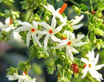 Parijat "Nyctanthes Arbor-tristis" Ornamental Flowering Plant 10 Fresh Seeds