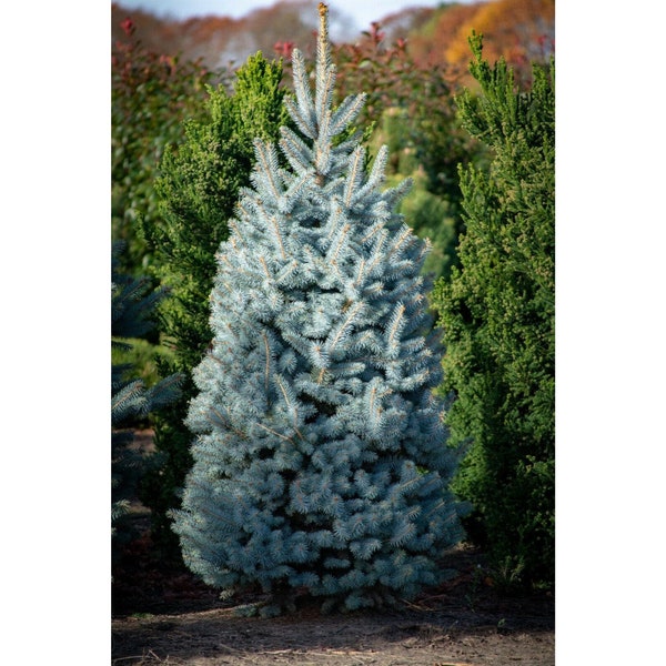 Colorado Blue Spruce "Blue Spruce" Ornamental Bloom Plant 30 Fresh Seeds