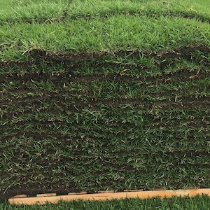 SEEDS ONLY - Empire Zoysia Ornamental Grass 1/8 LB Fresh Seeds
