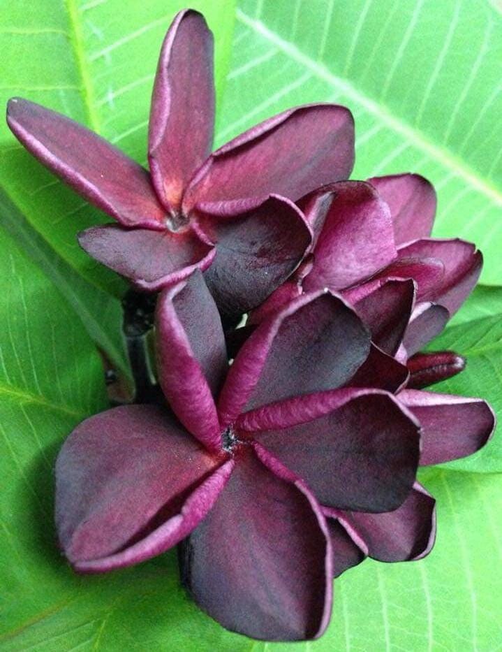 プルメリア 【Black purple】カット苗 おまけ付き|その他 プルメリア 【Black purple】カット苗 おまけ付き|その他