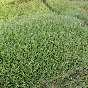 Empire Zoysia Ornamental Grass 1/8 LB Fresh Seeds