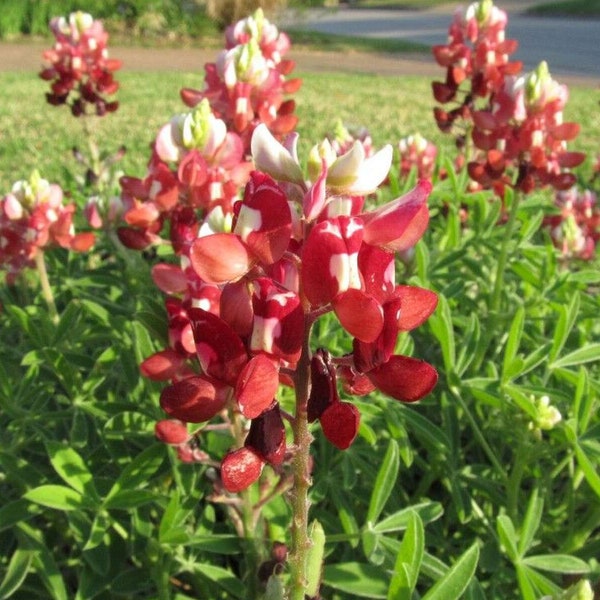 Lupinus Texensis Red Embellishing Texas Bluebonnet 5 Fresh Seeds