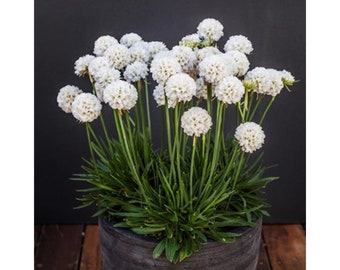 Sea Thrift White "Armeria Maritima" Bloom Flowering Plant 50 Fresh Seeds