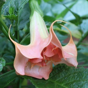 Double Angel Trumpet Pink (Brugmansia Datura) Seeds: Ornamental Flowering Plant – 10 Fresh Seeds