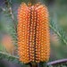 Red Lantern Banksia banksia Caleyi Ornamental Etsy