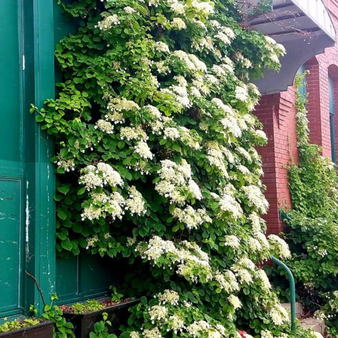 Hydrangea Vining Bush & Creeping Hedge Shrub Bloom Flower 50 Fresh
