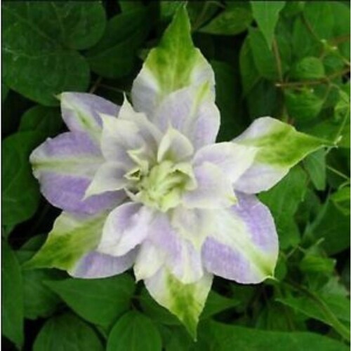 New Double Pink White Clematis Perennial Bloom Flowers 25 Etsy