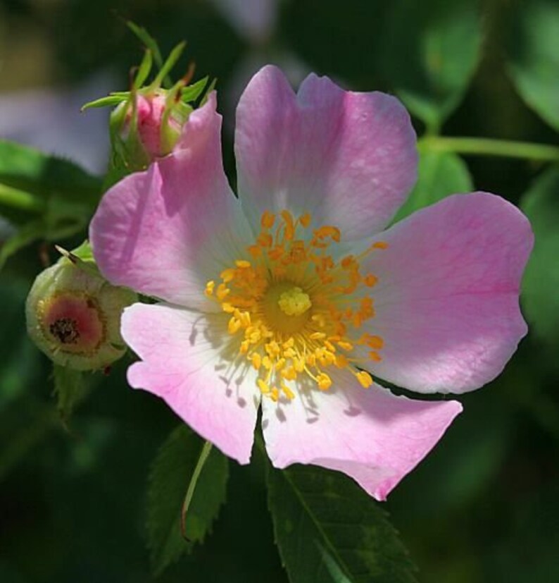 Thornless Rosa Canina Pink Dog Brier Rose 50 Fresh Flower Etsy