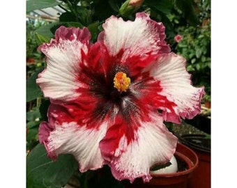Red White Hibiscus Perennial Bloom Flower 20 Fresh Seed