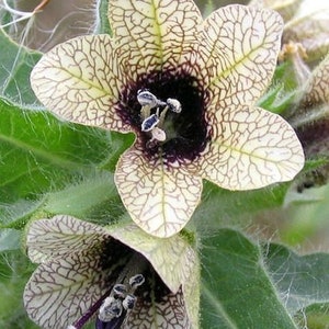 Henbane Hyoscyamus Niger Bloom Flowers 200 Fresh Seeds image 3