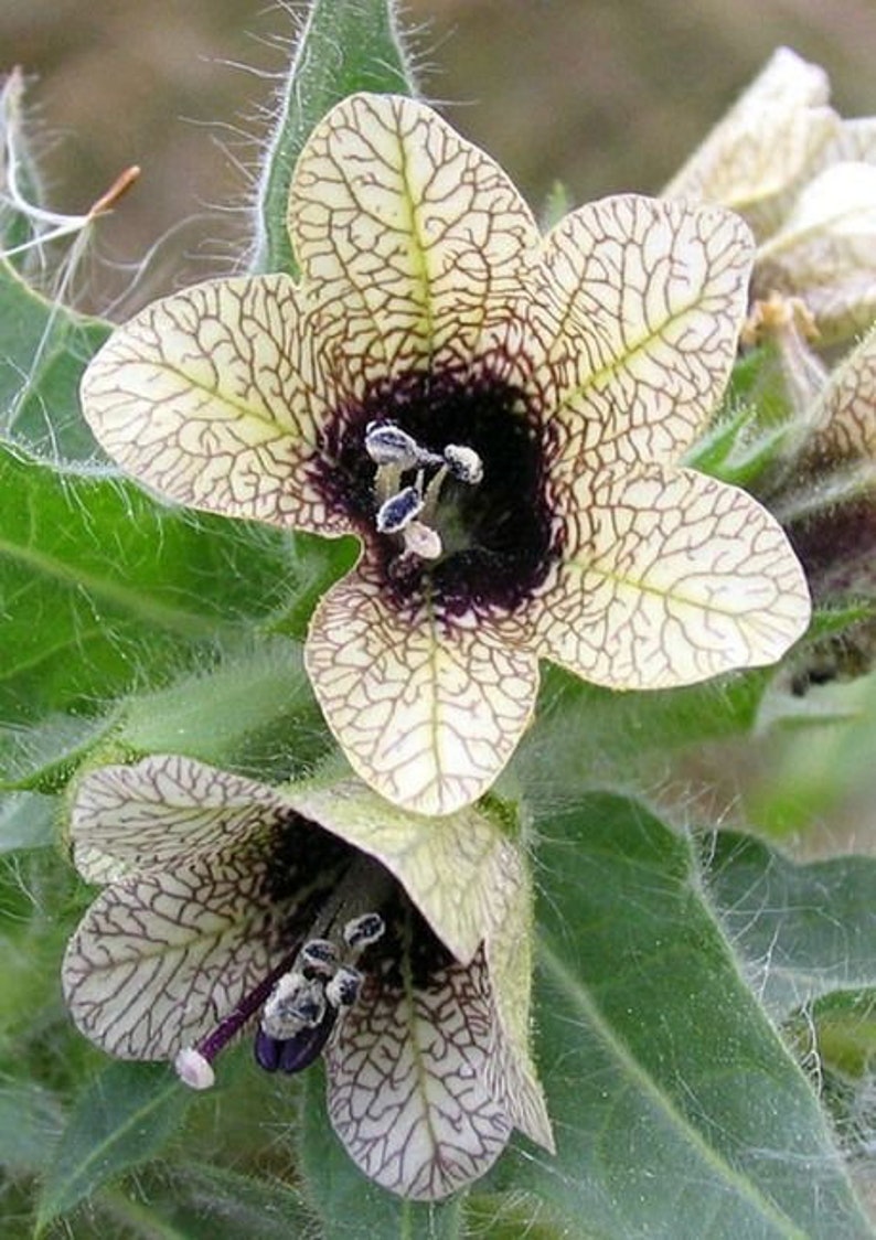 Henbane Hyoscyamus Niger Bloom Flowers 200 Fresh Seeds image 3