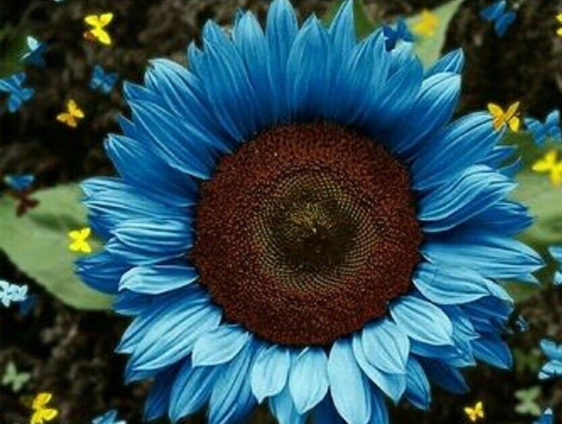 blue-sunflowers-huge-planting-sunflower-flower-seed-for-garden-etsy