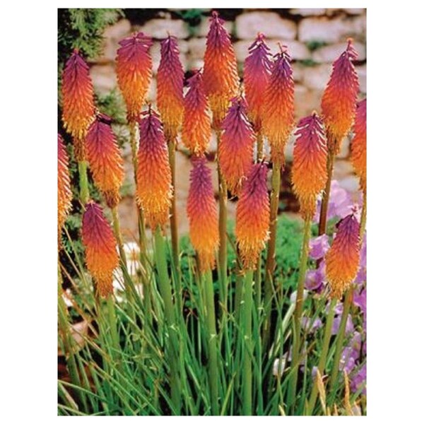 Hot Poker Torch Lily Flower Orange Purple Perennial Ornamental Flowering Plant 25 Seeds