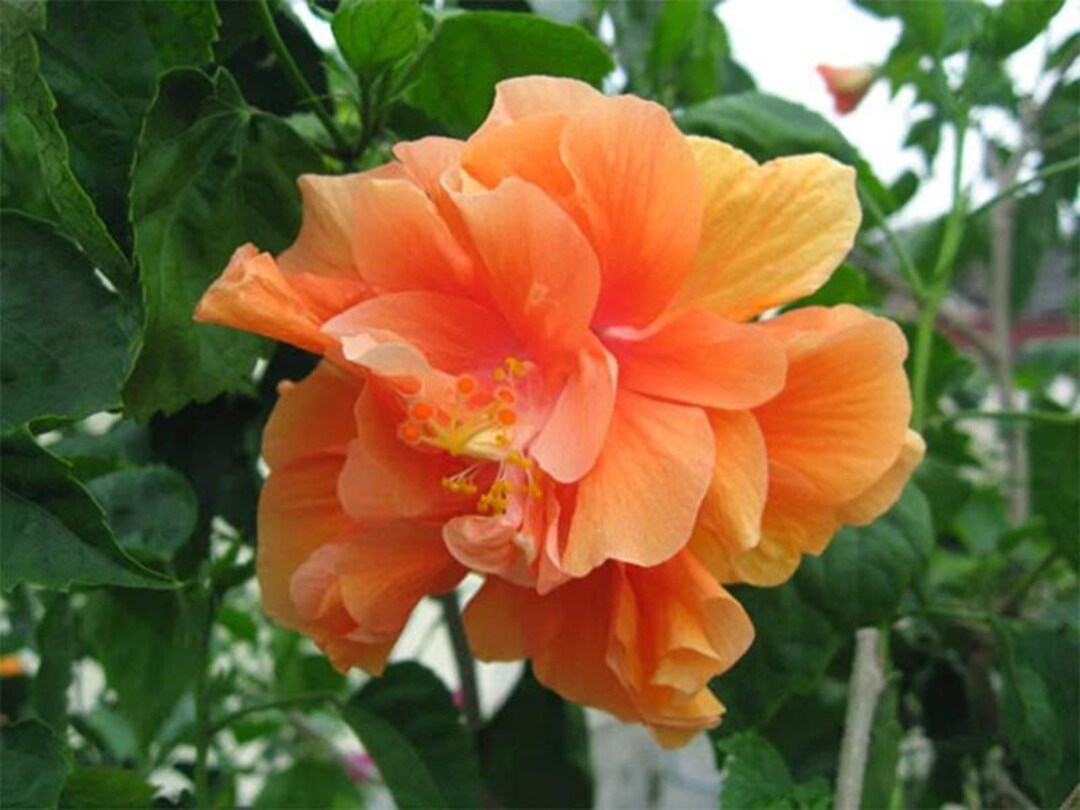 Double Pink Orange Hibiscus