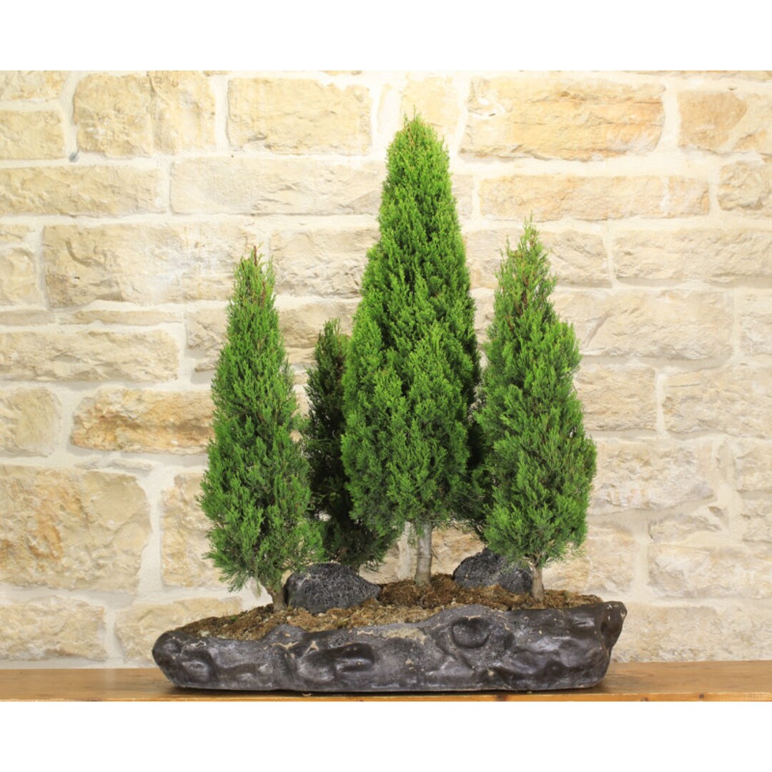 Italian Cypress Bonsai Tree Bloom Plant 50 Fresh Seeds Etsy