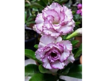 Purple White Desert Rose Adenium Perennial Bloom Flowers 4 Fresh Seed