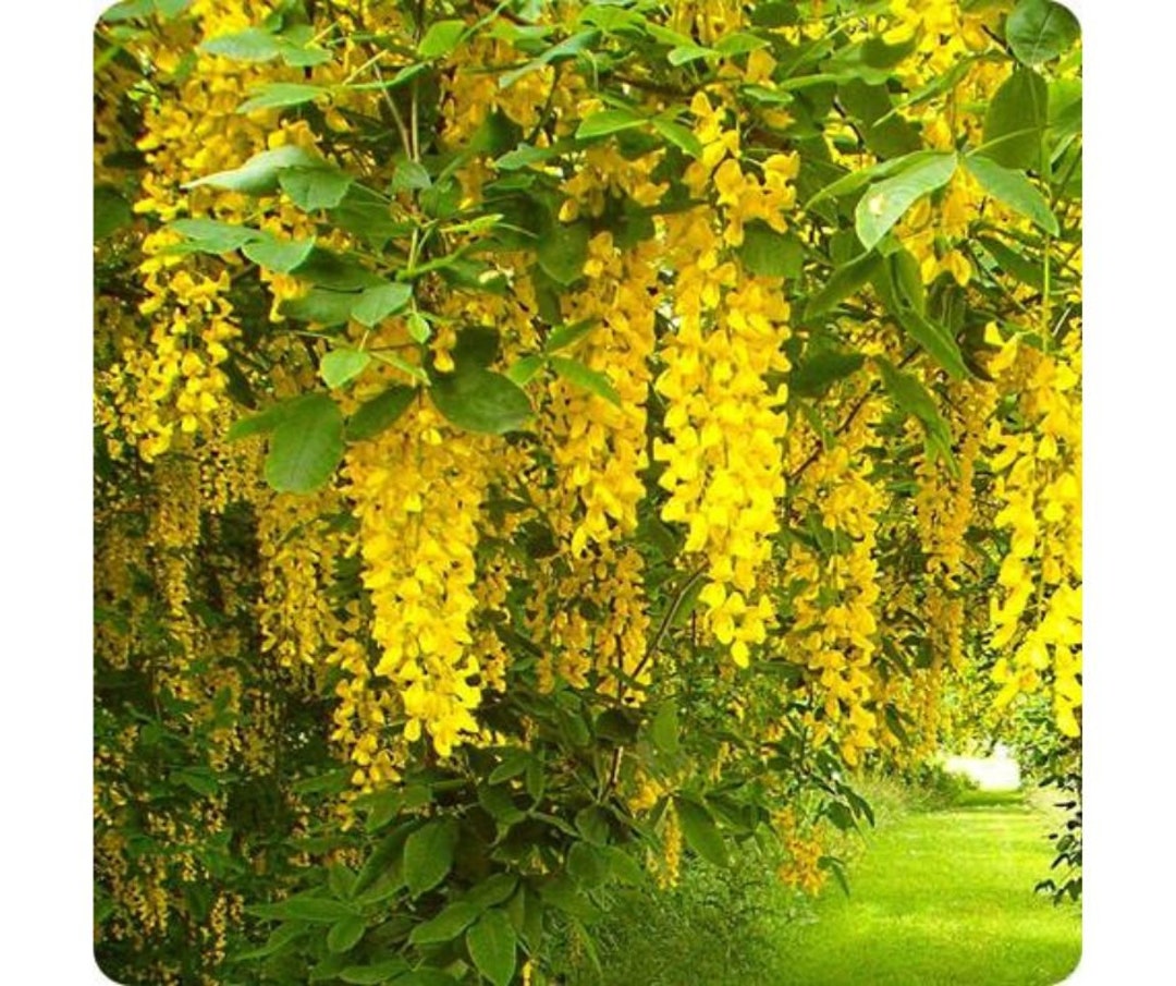Golden Chain Tree laburnum Anagyroides Bloom Flower 10 Fresh Seed Etsy