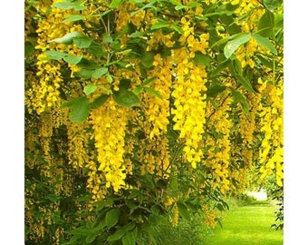 Golden Chain Tree "Laburnum Anagyroides" Bloom Flower 10 Fresh Seed