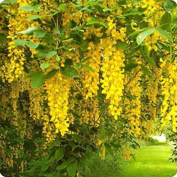 Golden Chain Tree "Laburnum Anagyroides" Bloom Flower 10 Fresh Seed