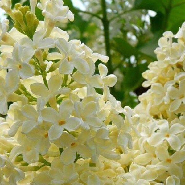 Yellow Lilac Bloom Fragrant Perennial Flower 50 Fresh Seeds