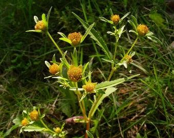 Purplestem Tickseed "Bidens Connata" Grass Ornamental Flowering 50 Fresh Seeds