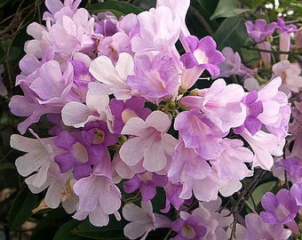 False Forest Garlic "Mansoa Alliacea" Cydista aequinoctialis Purple-White Bloom 10 Fresh Seeds