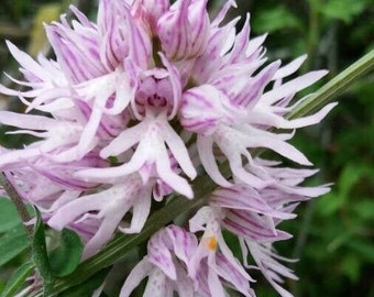 Naked Man Orchid - Etsy