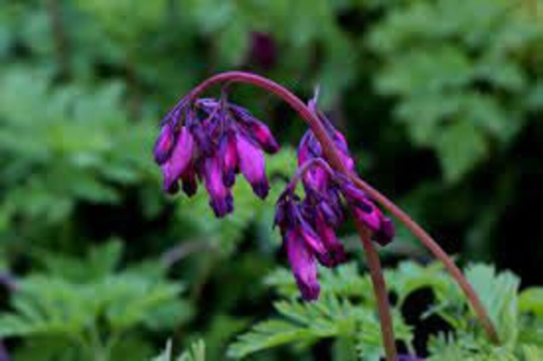 Dark Purple Bleeding Heart dicentra Spectabilis Ornamental Flowering 25