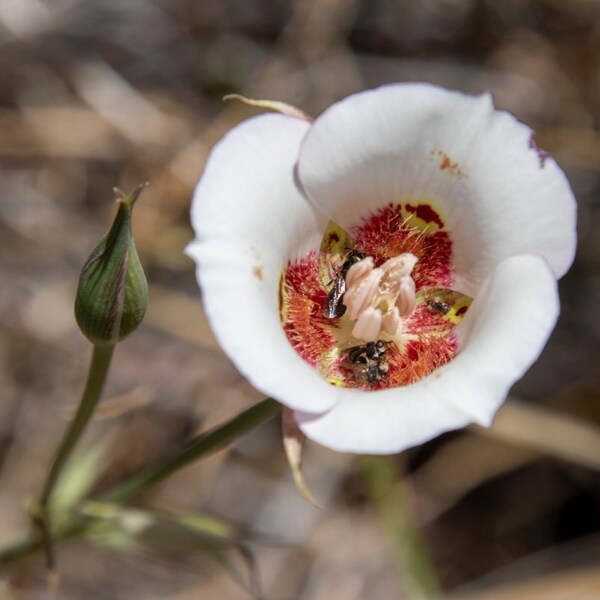 Calochortus Venustus White Butterfly Mariposa Lily Flowering Herb 10 Fresh Seeds