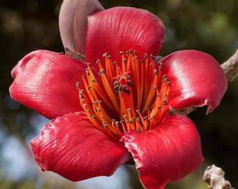 Bombax Ceiba Blooms Red Silk Cotton Tree 10 Fresh Seeds