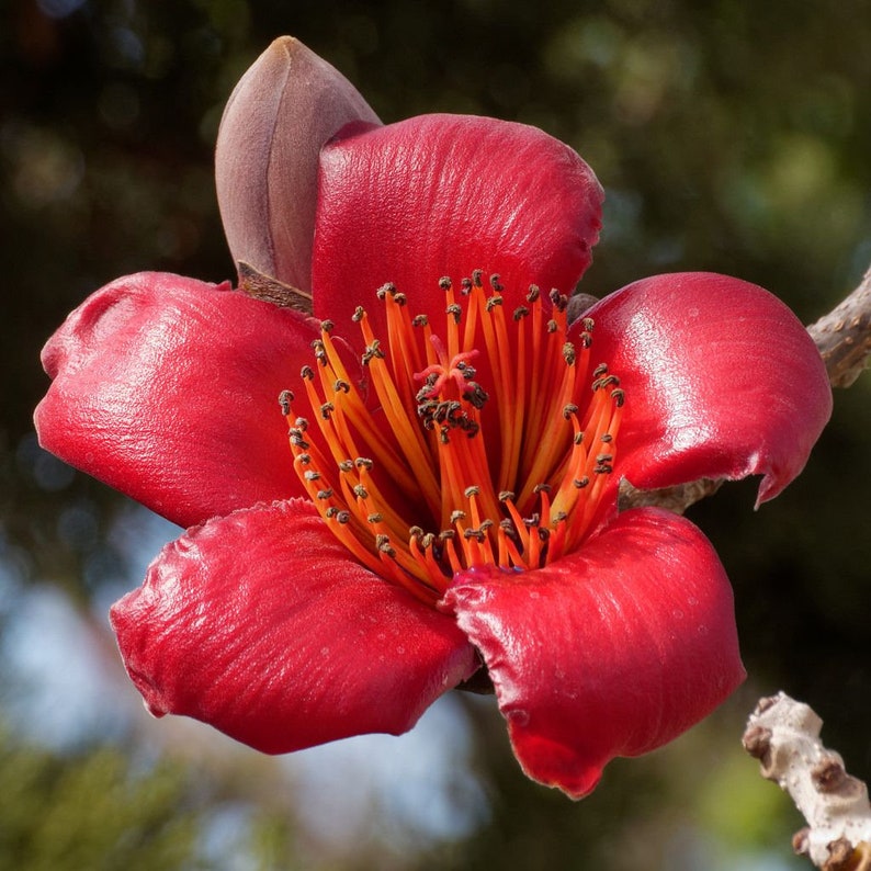 Bombax Ceiba Blooms Red Silk Cotton Tree 10 Fresh Seeds image 1