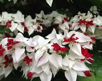 Bleeding Heart White Red Bloom Perennial Flower 25 Fresh Seeds