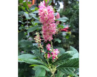 Image of Pink Spires Summersweet in a Vase