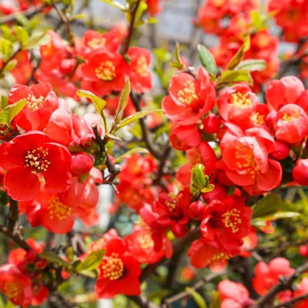 Japanese Quince "Chaenomeles Japonica" Ornamental Flowering Plant 20 Fresh Seeds
