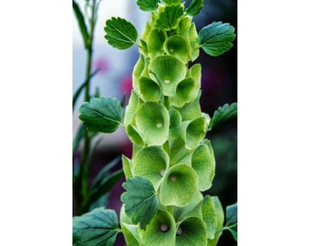 Bells of Ireland "Moluccella laevis" Bloom Plant 100 Fresh Seeds