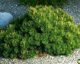Dwarf Mountain Pine "Pinus Mugo var. Pumilo"  Lovely Piney Fragrance Ornamental Plants 25 Fresh Seeds