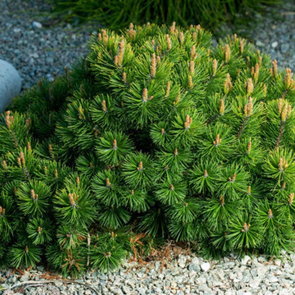 Dwarf Mountain Pine "Pinus Mugo var. Pumilo"  Lovely Piney Fragrance Ornamental Plants 25 Fresh Seeds