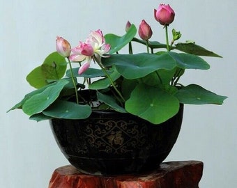 Red Water Lily Kit / Red Lotus Bonsai Bloom Flower 5 Fresh Seeds