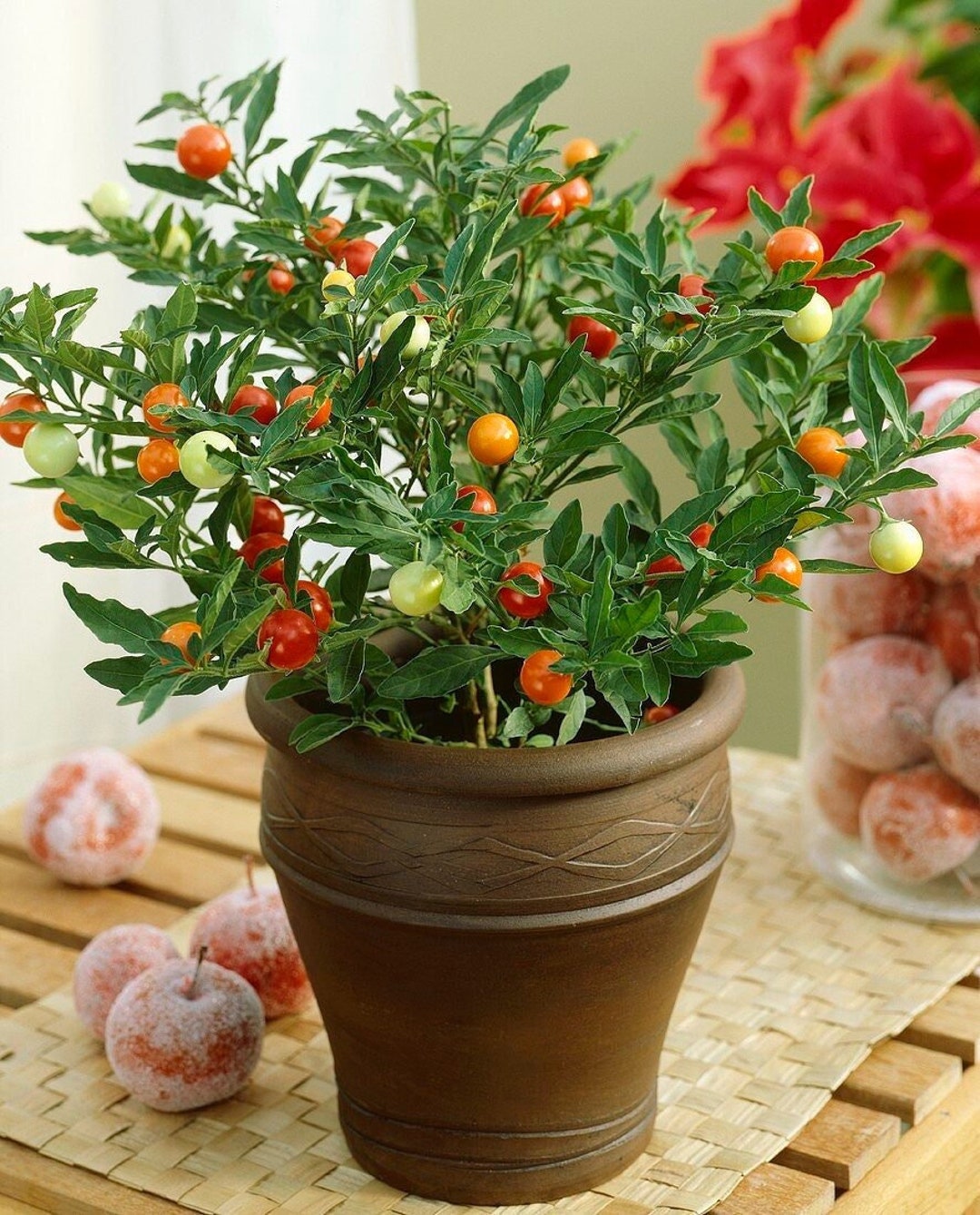 SEEDS ONLY - Christmas Cherry "solanum Pseudocapsicum" Ornamental Plant
