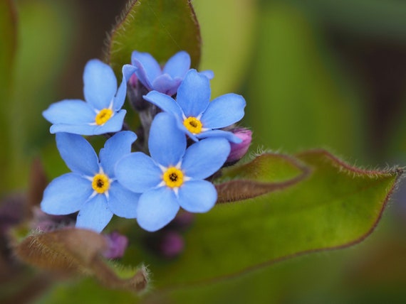 Blue Forget Me Not Myosotis Scorpioides Flower 100 Etsy Blue Forget Me Not Myosotis Scorpioides Flower 100 Etsy