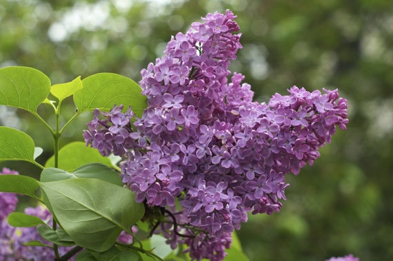 25 Katherine Havem Lilac Seeds Tree Fragrant Hardy Perennial Flower Shrub 430 