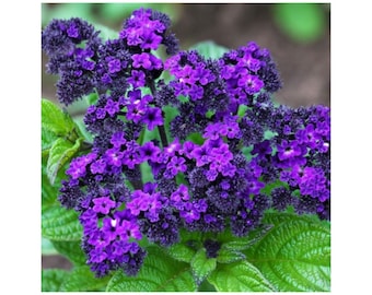 Blue Marine Heliotrope Heliotropium Bloom Flower 50 Fresh Seed