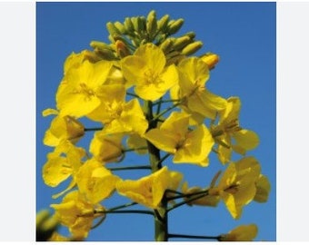 Rapeseed "Brassica Napus" Yellow Bloom Oilseed Flowering Vegetable Plant 1000 Fresh Seeds