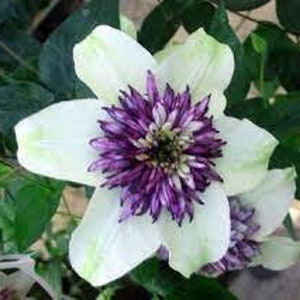 White Purple Clematis Perennial Bloom Flower 25 Fresh Seeds image 1