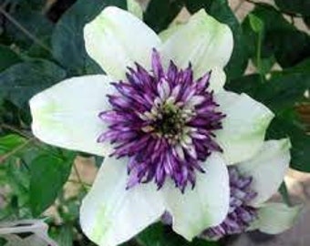 White Purple Clematis Perennial Bloom Flower 25 Fresh Seeds