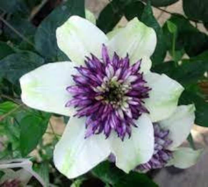 White Purple Clematis Perennial Bloom Flower 25 Fresh Seeds image 1